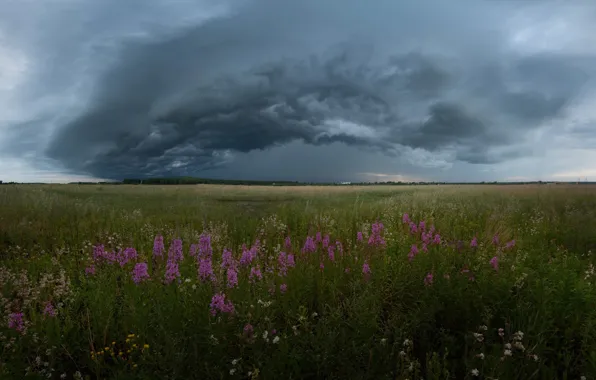 Picture field, summer, the sky, flowers, clouds, storm, field, Russia