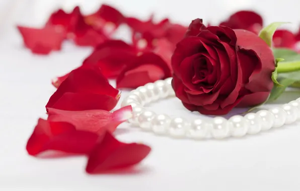 Picture rose, petals, pearl