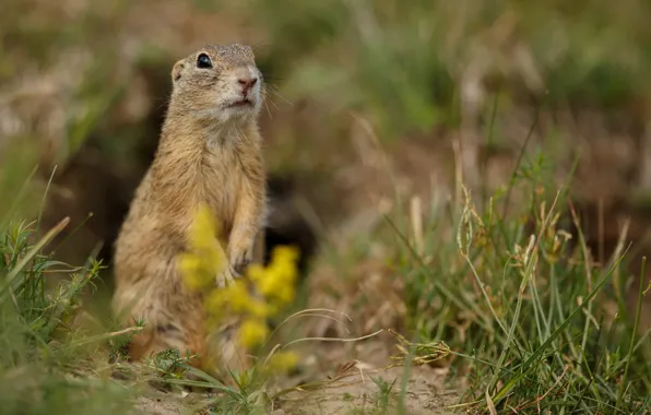 Picture field, grass, gopher