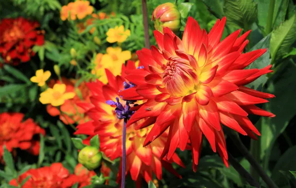 Macro, flowers, red, Dahlia, dahlias