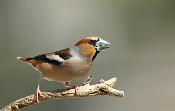 Picture bird, branch, Grosbeak