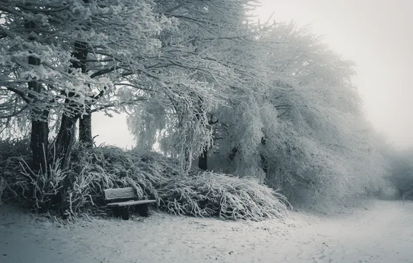 Winter, snow, nature, bench