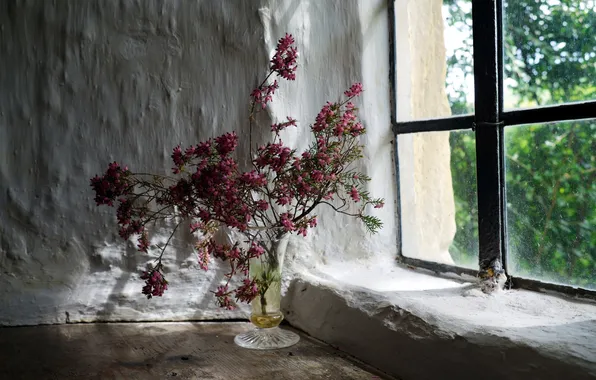 Flowers, background, window