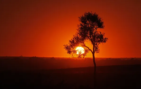 The sky, the sun, sunset, tree, silhouette