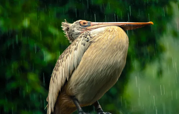 Picture rain, bird, beak, Pelican