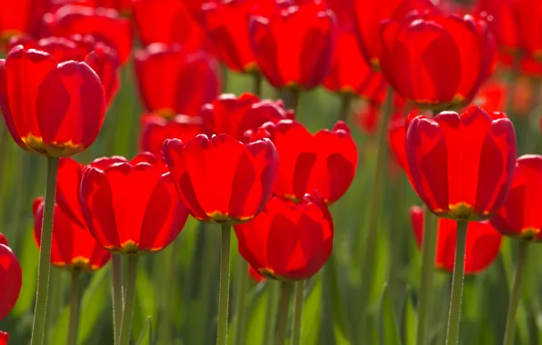 Flower, flowers, stems, Tulip, spring, petals, tulips, buds