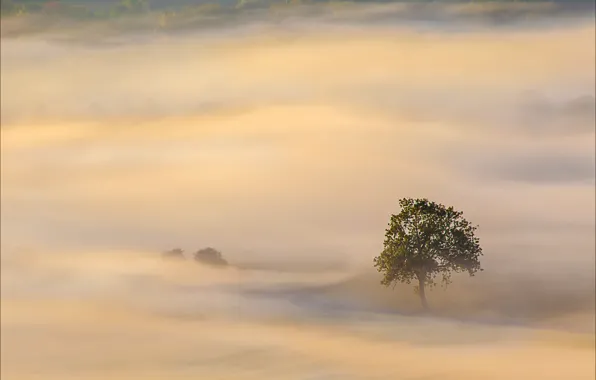 Picture trees, fog, tree, morning