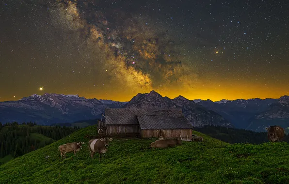 The sky, stars, mountains, night, cows, hill, meadow, The milky way