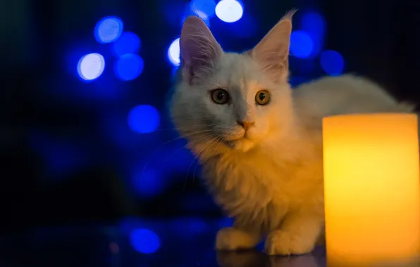 Cat, white, look, light, lights, pose, kitty, lamp