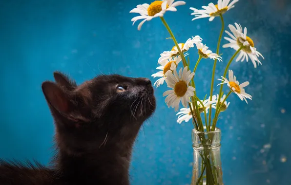 Cat, look, flowers, pose, kitty, black, chamomile, bouquet