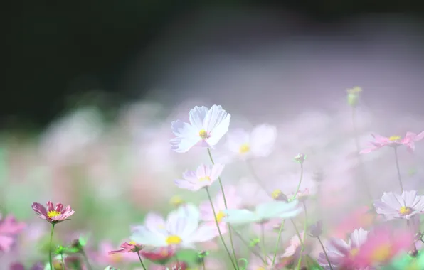 Picture macro, light, ease, glade, spring, blur, pink, white