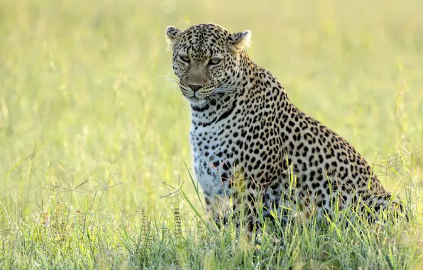 Grass, look, face, light, nature, pose, glade, leopard