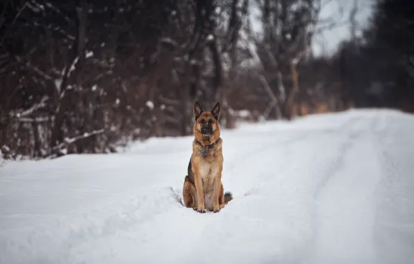 Snow, trees, the way, German shepherd