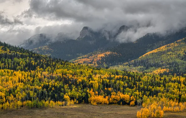 Field, autumn, forest, mountains, fog, tops, view, haze