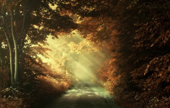 Road, autumn, leaves, rays, light, trees, branches, nature