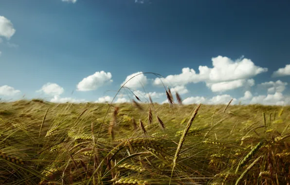 Field, the sky, clouds, ears