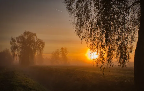 Picture field, the sky, grass, the sun, trees, fog, dawn