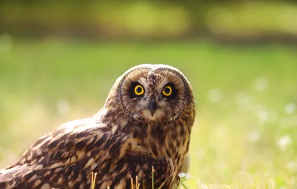 Picture look, background, owl, bird