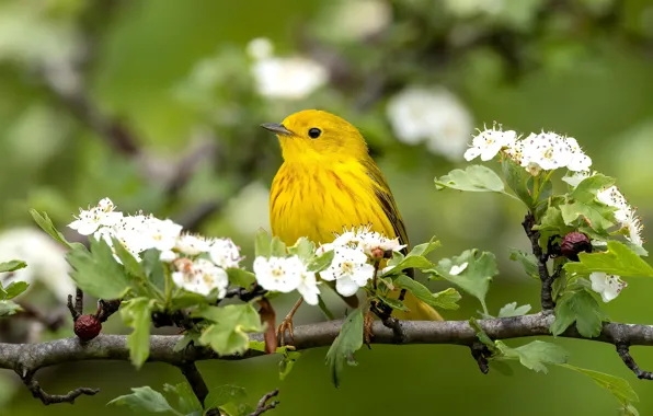 Flowers, bird, branch, spring, flowering, yellow, bokeh, a woodland songster