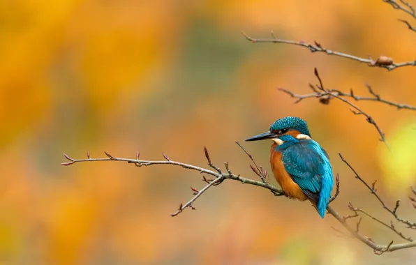 Autumn, branches, bird, orange background, blue, Kingfisher