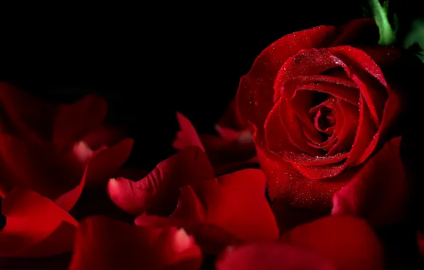 Drops, flowers, background, black, rose, petals, Bud, red