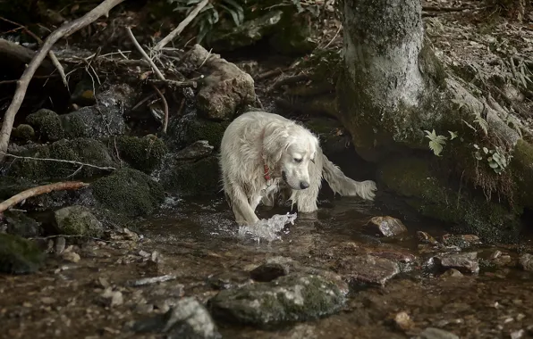 Nature, river, dog