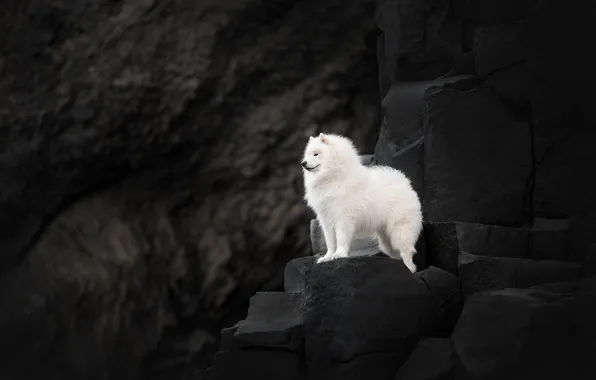 Look, nature, pose, dog, white, face, Samoyed