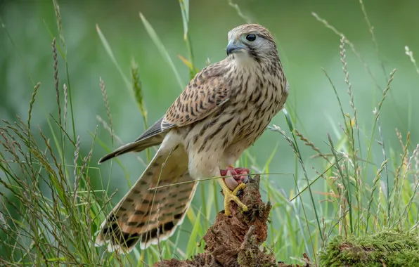 Grass, bird, Falcon, bitches, predatory, mining, Kestrel