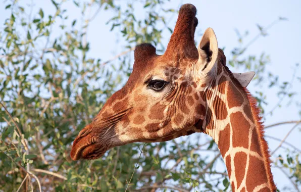 Wallpaper portrait, look, face, giraffe