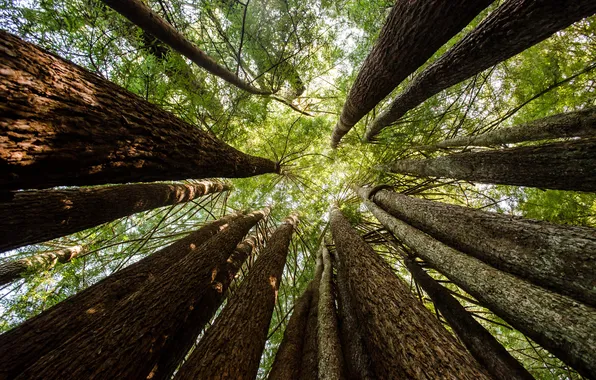 Forest, the sky, trees, foliage