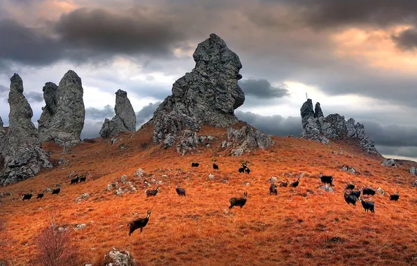 Picture autumn, animals, grass, mountains, clouds, rocks, Italy, Lombardy