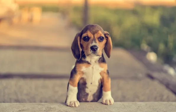 Puppy, doggie, Beagle