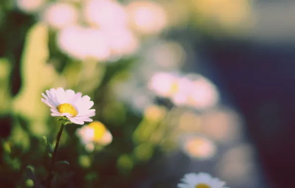 Greens, white, flowers, yellow, background, widescreen, Wallpaper, chamomile