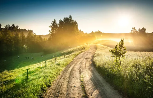 Picture road, morning, meadow