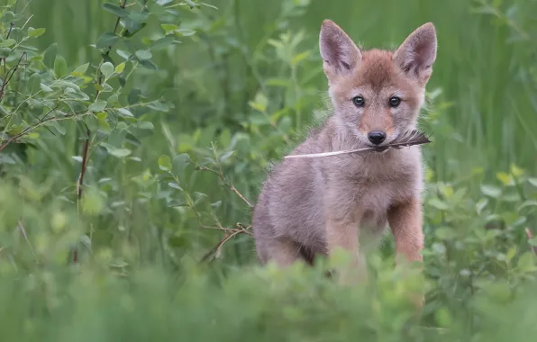 Look, pen, wolf, the bushes, the cub, a feather, coyote