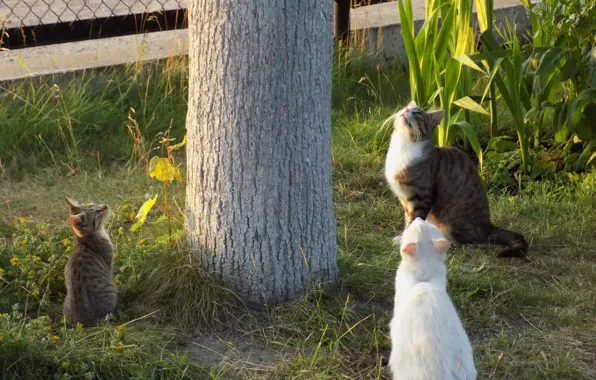 Cats, Observations, Hunting