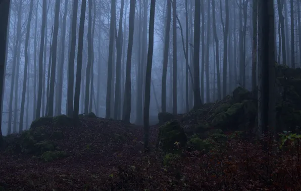 Picture forest, trees, nature, fog, stones, moss, Niklas Hamisch