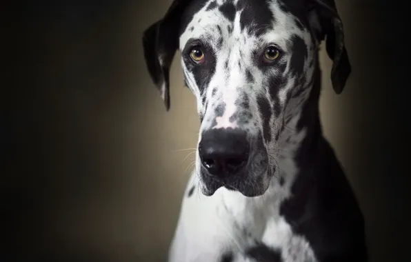 Picture look, face, background, dog, Great Dane