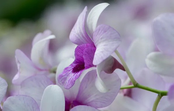Purple, flowers, branch, Orchid