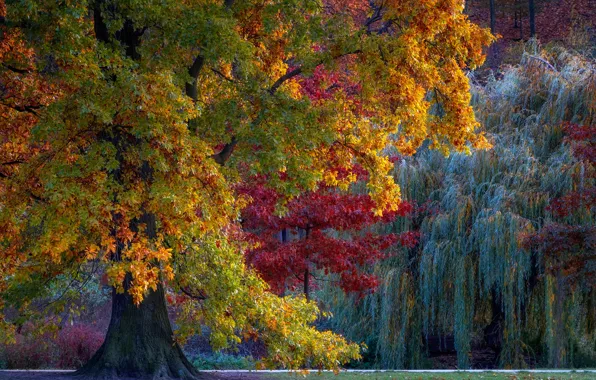 Picture autumn, trees, Park, tree