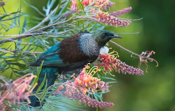 Picture flowers, branches, nature, bird, spring