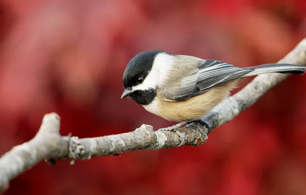 Bird, branch, red background, bokeh, tit