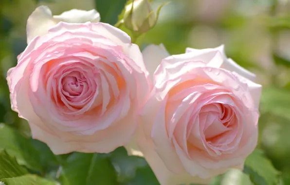 Macro, roses, Duo