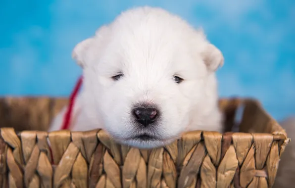 White, portrait, dog, baby, muzzle, puppy, basket, network