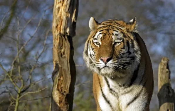 Cat, face, tiger, Amur