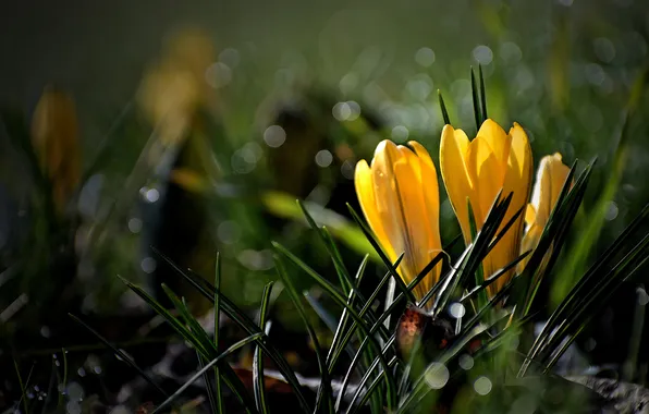 Leaves, flowers, the dark background, spring, yellow, crocuses, buds, bokeh