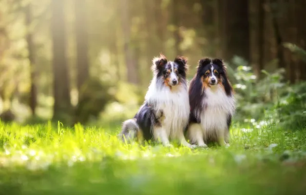 Dogs, look, nature, pose, a couple, Duo, collie, two dogs
