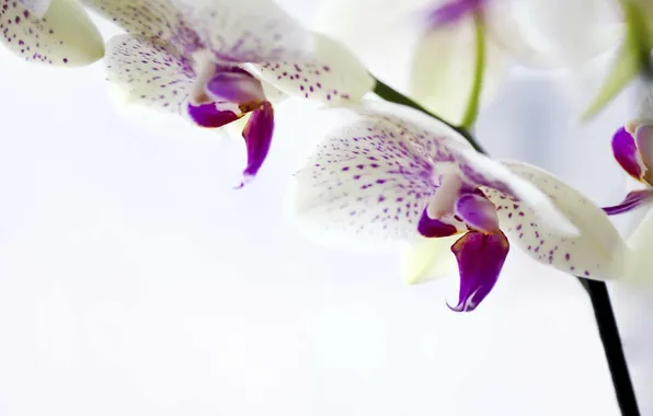 Picture flowers, white, Orchid, Phalaenopsis