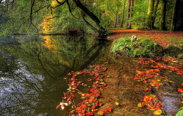 Autumn, forest, water, reflection