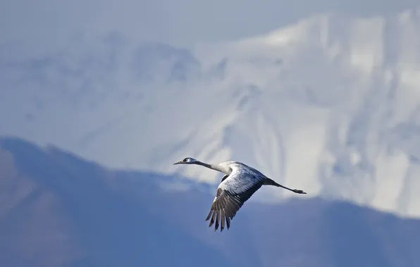 Picture the sky, flight, bird